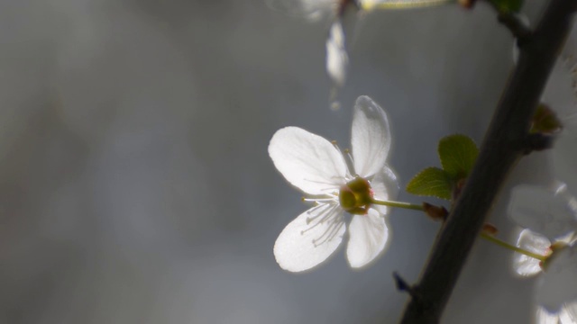 阳光下的梅花。视频素材