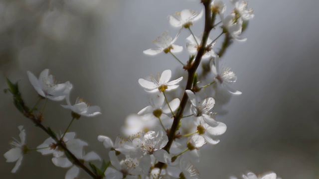 阳光下的梅花枝。视频下载