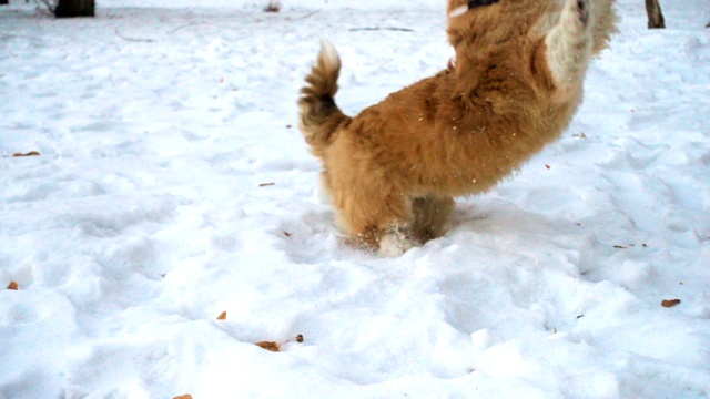 毛茸茸的小狗在雪地里玩耍视频素材