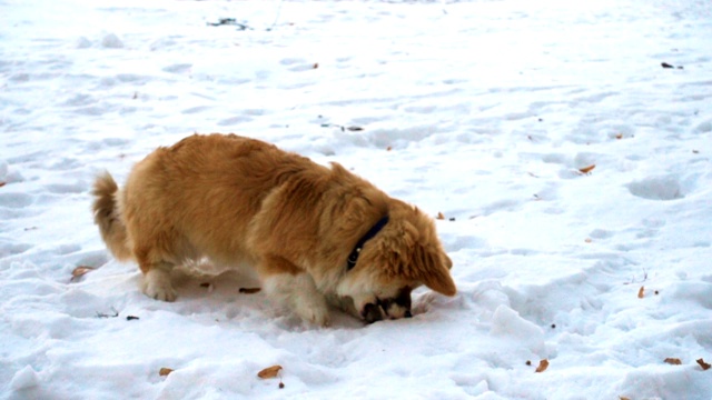 毛茸茸的小狗在雪地里玩耍视频素材