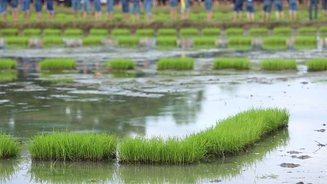 友谊，年轻的农民种植水稻浆果有机稻田稻田，共同的理念。视频素材