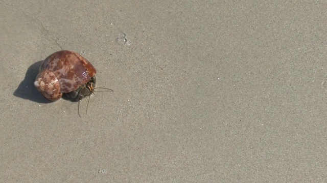 海滩上的寄居蟹视频素材