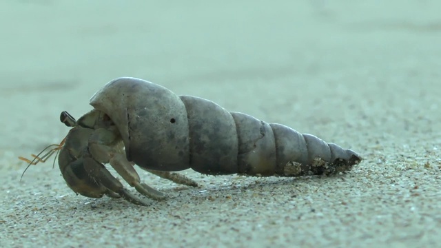 海滩上的寄居蟹视频素材