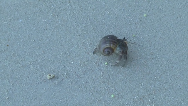 海滩上的寄居蟹视频素材