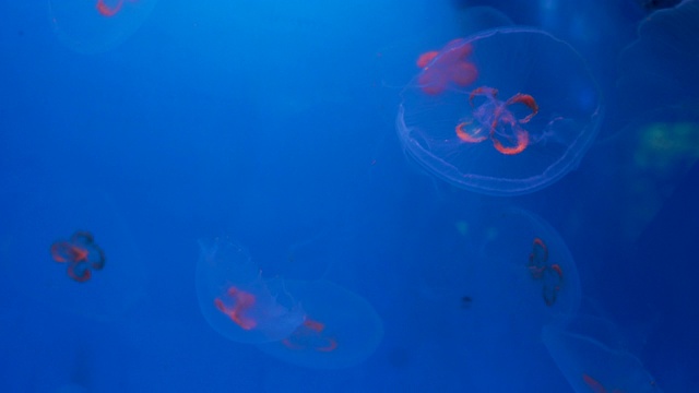 4K月亮水母水族馆视频素材