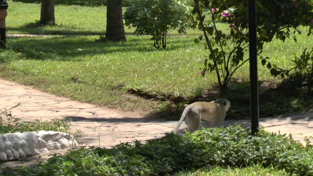 肯尼亚一家酒店里的猴子视频下载