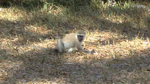 肯尼亚一家酒店里的猴子视频下载