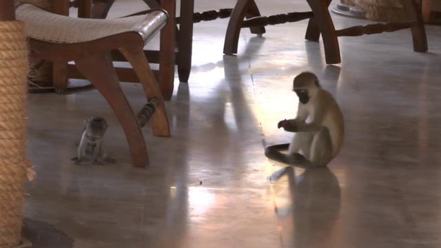 肯尼亚一家酒店里的猴子视频下载