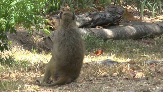 肯尼亚一家酒店里的猴子视频下载