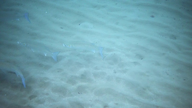 水下海洋生物视频素材