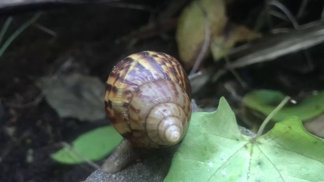 蜗牛在时间长河中快速移动。视频素材