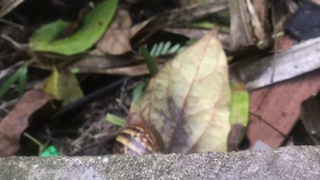 蜗牛在时间长河中快速移动。视频素材