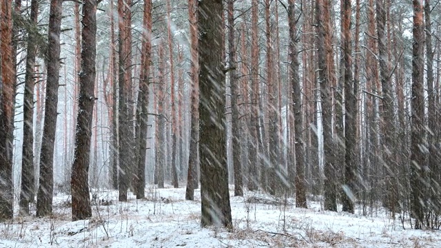 冬季雪域森林公园在雪天暴风雪。白雪皑皑的针叶林。视频素材