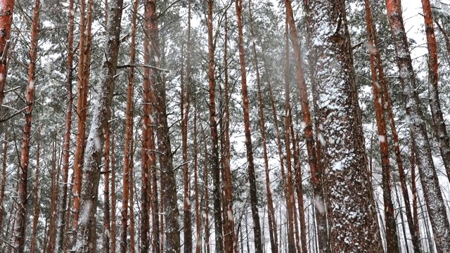 冬季雪域森林公园在雪天暴风雪。白雪皑皑的针叶林。倾斜视频素材