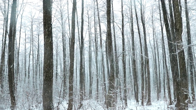 冬季雪域森林公园在雪天暴风雪。白雪皑皑的针叶林。倾斜视频素材