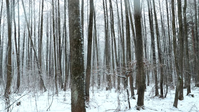 冬季雪域森林公园在暴雪期间的行走运动。雪混交林视频素材