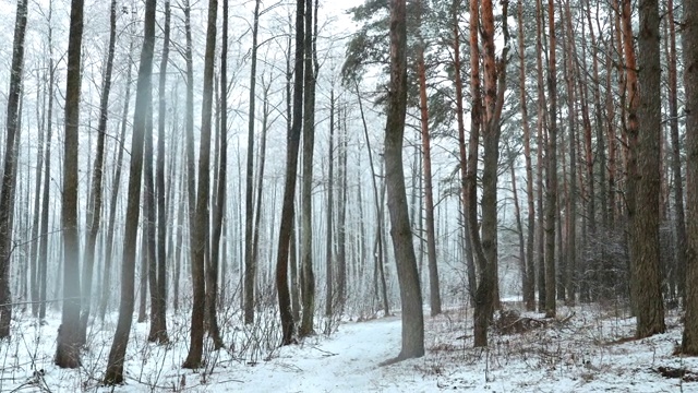 冬季雪域森林公园在暴雪期间的行走运动。雪混交林视频素材