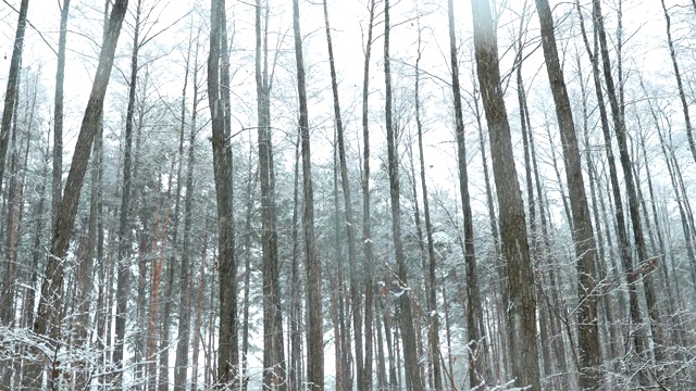 冬季雪域森林公园在暴雪期间的全景运动。白雪皑皑的针叶林。全景视频素材