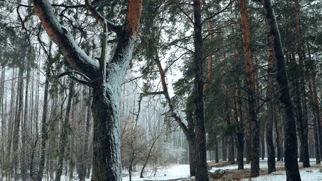 冬季雪域森林公园在暴雪期间的行走运动。雪混交林视频素材