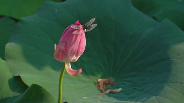 荷花和蜻蜓随风摇曳视频素材