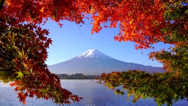 日本川口湖富士山秋日红枫视频素材