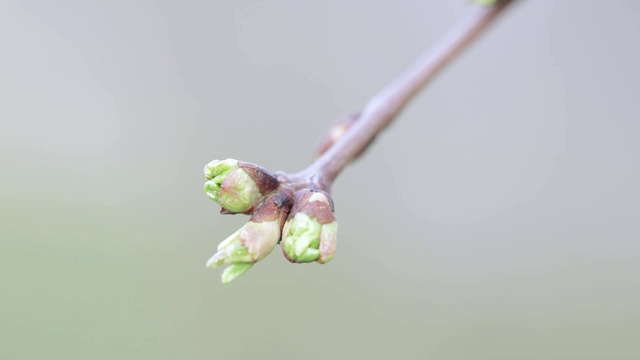 春天苹果树的芽视频素材