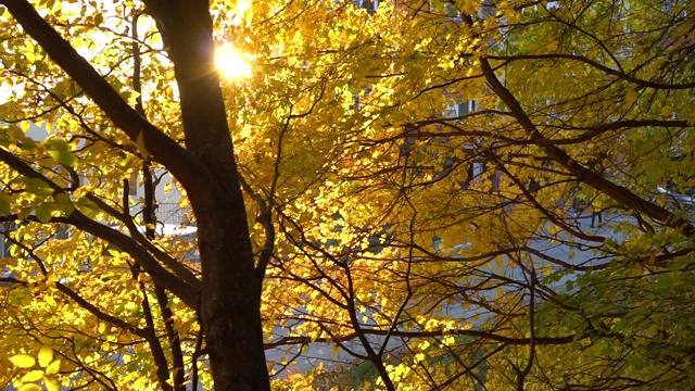 森林里美丽的秋日早晨。黄色的树视频素材