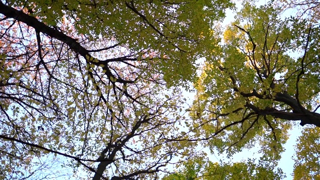 森林里美丽的秋日早晨。树视频素材