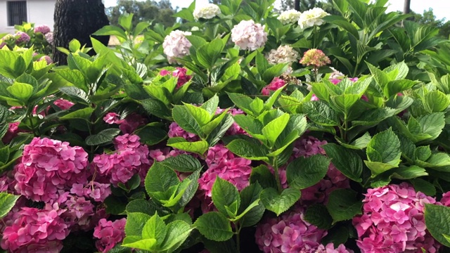 家有花圃和植物视频素材