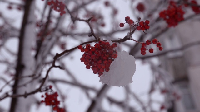 白雪覆盖的树枝上有一棵红红的山白蜡树视频素材