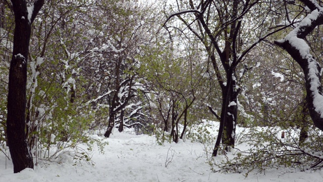 公园里白雪覆盖的绿树。无人居住的公园，正在下雪视频素材