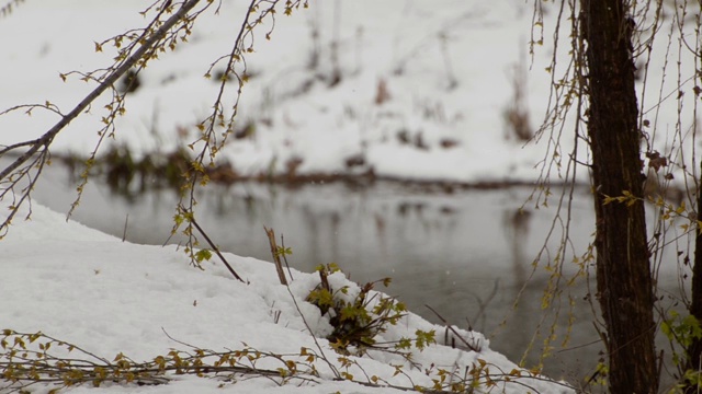 白雪覆盖的河岸，绿油油的树叶。特写镜头视频素材