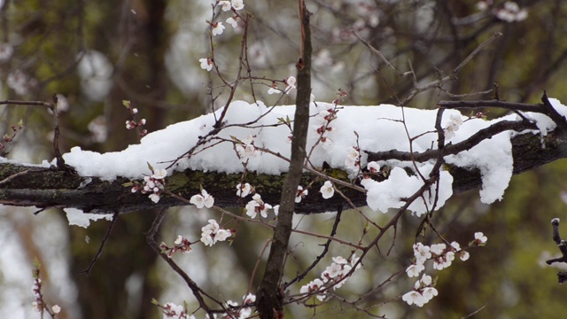 杏花的枝头。下雪视频素材