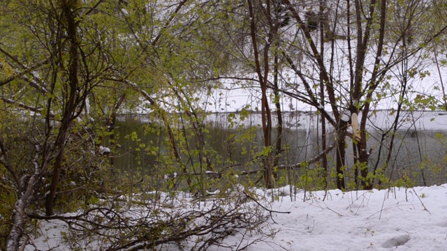 池塘里，绿树成荫，池塘的岸边覆盖着白雪。异常的性质视频素材