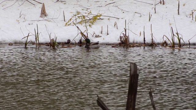 鸭子漂浮在池塘里，背景是雪和芦苇视频素材