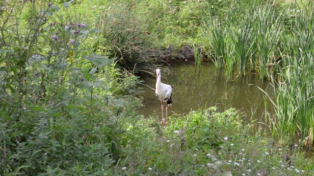 一只鹳站在池塘里，以草和芦苇为背景。夏天,野生动物视频素材