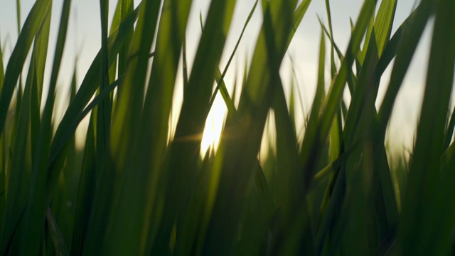 稻田里的草遮住了太阳。视频下载