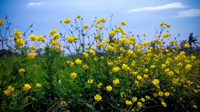 在阳光明媚的日子里，稻田里的黄色花朵盛开，空气清新视频素材