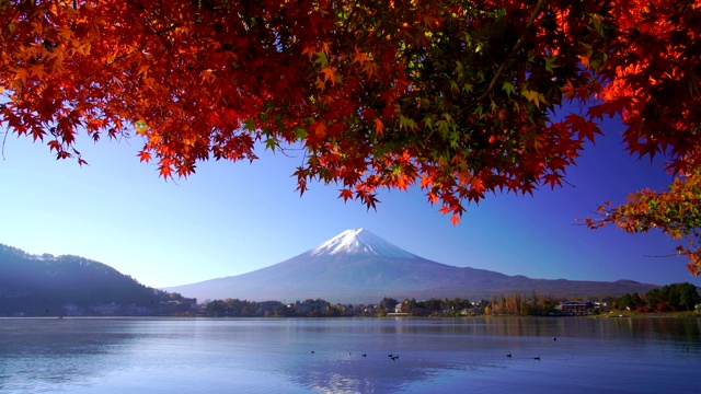 日本川口湖富士山秋日红枫视频素材