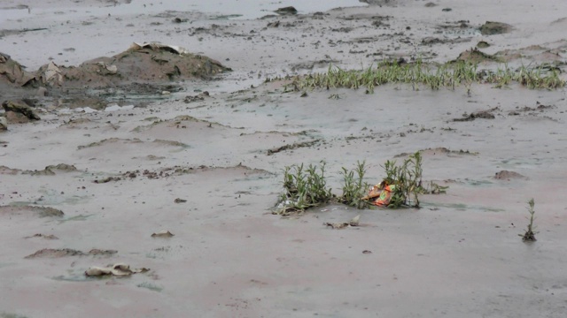 被污染的河流，河岸上没有水和垃圾视频素材