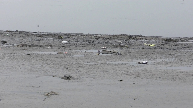 被河水污染的河岸视频素材