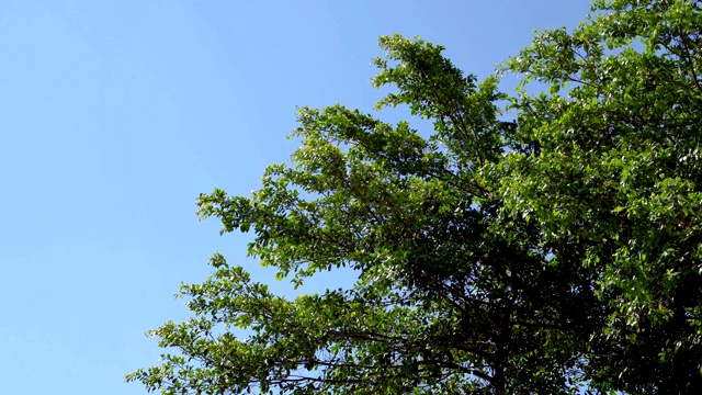 风吹着树梢吹进了蓝色的天空。视频素材