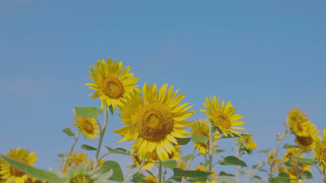 盛开的向日葵在风中摇曳视频素材