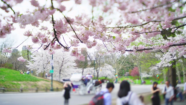 4月16日，在美国纽约中央公园，人们在樱花树下行走。视频素材