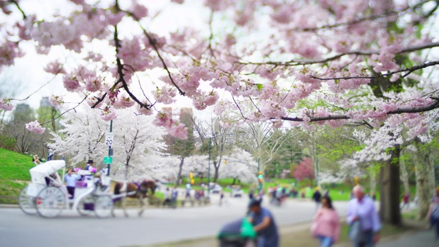 4月16日，在美国纽约中央公园，人们在樱花树下行走。视频素材