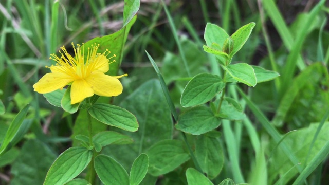 Goatweed黄花视频素材