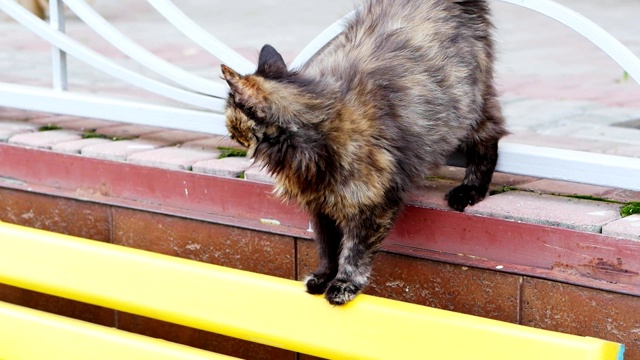 又脏又饿的流浪猫在街上要求吃东西视频素材