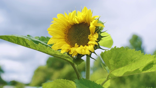 向日葵(Helianthus annuus)在田野特写。视频素材