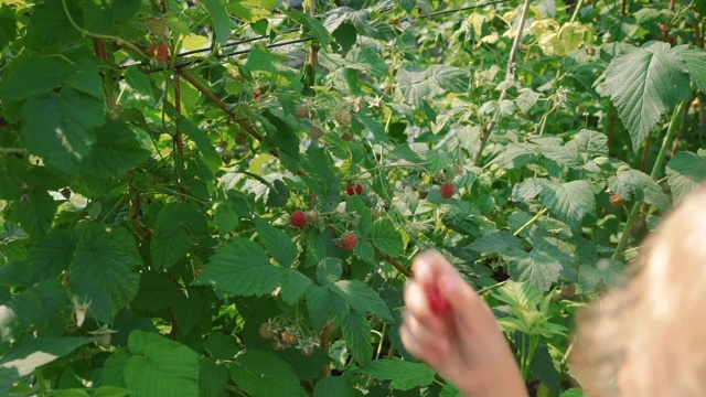 小女孩在花园里摘树莓视频素材