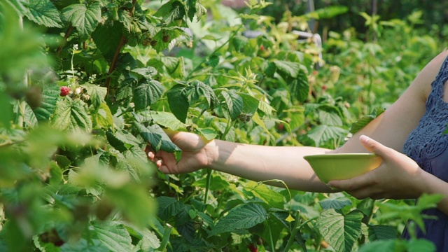 在花园里摘树莓的女人视频素材